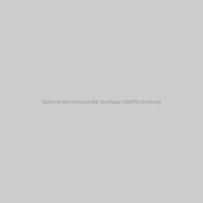 Abbexa - Guanine Monophosphate Synthase (GMPS) Antibody